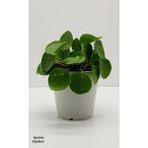 Aysima Çiçek Evi Pilea Peperomioides Çin Para Bitkisi