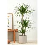 Aysima Çiçekevi Dracaena Marginata XL - Madagaskar Dragon Ağacı 2 İki Gövdeli Canlı Salon Bitkisi 110-120 cm