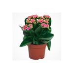 Aysima Çiçekevi Pembe Çiçekli Kalanşo ( Kalanchoe ) Çiçeği Ithal Büyük Boy