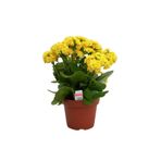 Aysima Çiçekevi Sarı Çiçekli Kalanşo ( Kalanchoe ) Çiçeği Ithal Büyük Boy