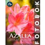 Azalea: Över 100 HD-bilder