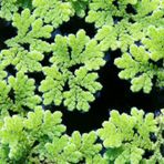 Azolla caroliniana 30 cc Kapta Su Üstü Bitkisi Yavru Saklanması İçin Akvaryum, Havuz Bitkisi