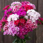 Baby Flowers Mixed Küçük Çiçekli Karanfil Çiçeği Tohumu(50 Adet)