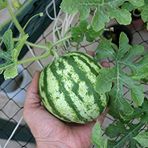 Baby Karpuz Tohumu