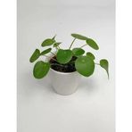 Baby Pilea Çin Para Çiçeği 10-20 Cm