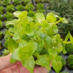 Bacopa Lanigera Saksı Canlı Bitki