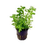 Bacopa Monnieri 1 Saksı
