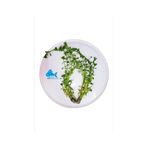 Bacopa Monnieri Canlı Akvaryum Bitkisi 5 Dal