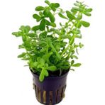 Bacopa monnieri SAKSI Canlı Bitki