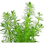 Bacopa Myriophylloides In Vitro Canlı Bitki