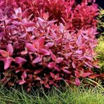 Bacopa Salzmannii Purple Saksı Canlı Bitki
