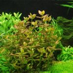 Bacopa Salzmannii Sp Araguaia In Vitro Canlı Bitki