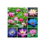 Bade Shop 4 Adet Karışık Renklerde Lotus (Nilüfer) Çiçeği Tohumu
