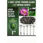 Bade Shop Lotus Çiçeği (Nilüfer) Tohumu - 2 Adet | Toprak Hediyeli (1 LT Su Altı Torf Karışımı)