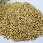 Badem Akvaryum 1 kg Yulaf Tohumu Kuş Yemi