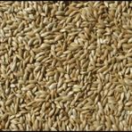 Badem Akvaryum 10 kg Aspur Sade Açık Kanarya Yemi