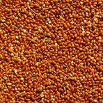 Badem Akvaryum 500 gr Dökme Kızıl Darı Kuş Yemi