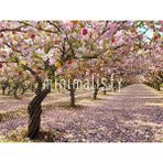 Baharın Canı: 200X150CM Arka Plan - Renkli Çiçekler ve Ağaçlar, Stüdyo Fonu