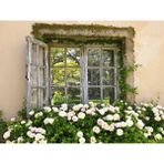Baharın Taze Nefesi: 200X150CM Arka Plan, Stüdyo Fonu - -