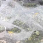 Bahçe ct Ağları, 2,5 x 30 m - Meyve Ağaçları, Sebze Bahçeleri, Dolu ve Böcek Bariyeri için Beyaz Bitki Koruma Ağı, CT Kontrolü ve Mahsul Güvenliği için Mükemmel