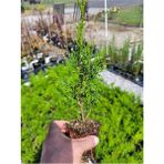 Bahçe Dekorasyon Leylandi Çam Fidanı 20 Adet Tüplü (10-25 cm) Cupressus