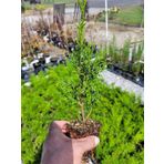 Bahçe Dekorasyon Leylandi Çam Fidanı 20 Adet Tüplü 10-25cm Cupressus