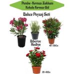 Bahçe Peyzaj Seti 1 Adet Kırmızı 1 Adet Pembe Zakkum+Kırmızı Gül Fidanı+Hediye Biberiye