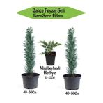 Bahçe Peyzaj Seti 2 Adet Kara Servi Fidanı+ Hediye Mini Leylandi Fidanı, SRD04022025BYB1424