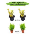 Bahçe Seti 2 Adet Altuni Taflan+ 2 Adet Limoni Servi Fidanı, BTSNN23032405