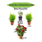 Bahçe Seti 2 Adet Limoni Servi Fidanı+ 1 Adet Kırmızı Gül Fidanı+Hediye Lavanta, BTSNN23032438