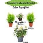 Bahçe Seti 2 Adet Limoni Servi Fidanı+1 Adet Beyaz Gül Fidanı+Hediye Mezem Çiçeği