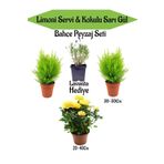 Bahçe Seti 2 Adet Limoni Servi Fidanı+1 Adet Sarı Gül Fidanı+Hediye Lavanta, BTSNN23032420
