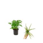 Bahçe Seti Yoğun Kokulu Itır Çiçeği+ Kurdele (5-25 Cm) Saksılı Dış Mekan Bitkileri, SRD04022025BYB491