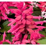 Bahçe Tohum Pembe Ateş Çiçeği - Salvia F1 Tohumu ( 30 Tohum ) - 30 Adet