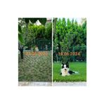 Bahçem Elit Zoysia Japonica Çim Fidesi 10.5 M2 Için 168 Adet Fide 84'lük Viollerde
