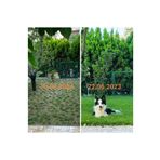 Bahçem Elit Zoysia Japonica Çim Fidesi 16 M2 Için 252 Adet Fide (3 viol) 84'lük Viollerde