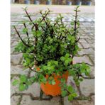 Bahçemiz Burada Yeşim (Para) Çiçeği 40 Cm)