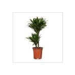 BahçemizBurada Dracena Compacta - 2'li Dracena Fragrans Compacta (30cm -60 Cm)