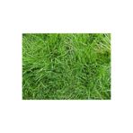 BAHÇESTORE Bermuda Grass Çim Tohumu 500 Gr Uganda Çimi Köpek Dişi Ayrığı