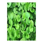 BAHÇESTORE Dichondra Repens Fare Kulağı Çim Tohumu 1kg