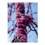 bahçevilya 2 Adet 2 Yaşında Saksılı Erguvan (Cercis siliquastrum) Fidanı - Bahçenize Renk ve Zarafet Katın