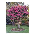 bahçevilya 2 Yaşında Pembe Oya Ağacı (Lagerstroemia indica) Fidanı - Bahçenize Renkli Çiçekler