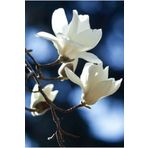 bahçevilya 2 Yaşında Saksılı Beyaz Manolya Fidanı (Magnolia grandiflora) - Büyük Çiçekli, Hoş Kokulu Beyaz
