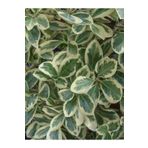 bahçevilya 2 Yaşında Saksılı/Tüplü Bravo Gümüşi Taflan (Euonymus japonicus) Fidanı - Dekoratif Bitki