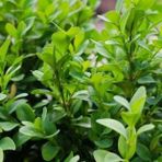 Bahçevilya 4 Adet Şimşir 20-40 Cm(buxus Japonica Rococo) Dış Mekan Süs Bitkisi