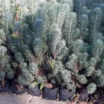 Bahçevilya 5 Adet Fıstık Çamı Fidanı (Pinus Pinea) - 30-40 cm Boy Arası Hızlı Büyüyen Dış Mekan Ağaç Fidanı
