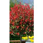 bahçevilya 50-60 cm Boyunda Alev Ağacı (Photinia fraseri) Fidanı - Göz Alıcı Kırmızı Yapraklı Peyzaj Bitkisi