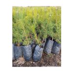 bahçevilya Çam Fidanı Pinus- Dayanıklı Ve Hızlı Gelişen, 40 Cm Boy