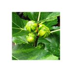 Bahçevilya Çilek Aromalı Sarı Yeşil Çizgili Incir Fidanı [Tiger Fig] 1 Yaş Saksı Soğuğa Dayanıklı Ağaç 30-60 Cm
