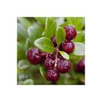 bahçevilya Cranberry (Turna Yemişi) Fidanı Saksılı 1-2 Yaş- Antioksidan Zengini Kırmızı Meyveler